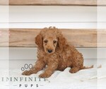 Small #2 Poodle (Miniature)