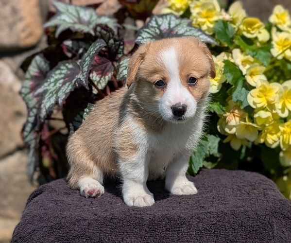 Medium Photo #17 Pembroke Welsh Corgi Puppy For Sale in GOSHEN, IN, USA