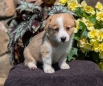 Small Photo #17 Pembroke Welsh Corgi Puppy For Sale in GOSHEN, IN, USA