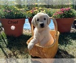 Puppy Chief Golden Retriever