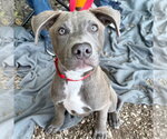 Small Photo #6 Labrador Retriever-Unknown Mix Puppy For Sale in Canton, CT, USA