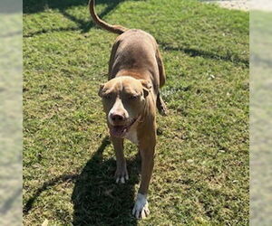 American Pit Bull Terrier-Unknown Mix Dogs for adoption in Texas City, TX, USA