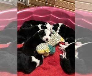 Australian Shepherd-Border-Aussie Mix Litter for sale in HOBART, IN, USA