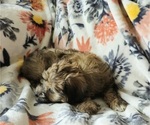 Small Photo #7 Havanese Puppy For Sale in ALBION, PA, USA