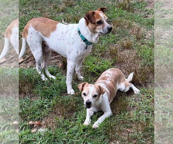 Medium Photo #14 Jack-A-Bee Puppy For Sale in Boonton, NJ, USA