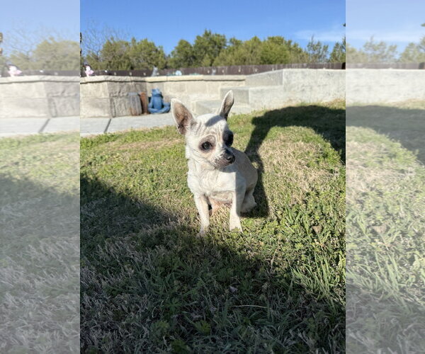 Medium Photo #20 Chihuahua Puppy For Sale in Boonton, NJ, USA