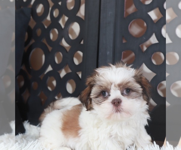 Medium Photo #5 Shih Tzu Puppy For Sale in MOUNT VERNON, OH, USA