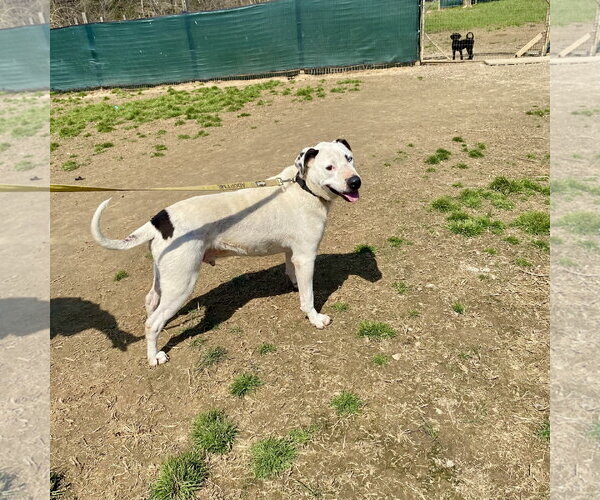 Medium Photo #2 Mutt Puppy For Sale in White Bluff, TN, USA