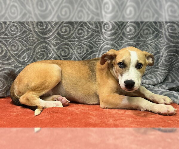 Medium Photo #2 Labrador Retriever-Unknown Mix Puppy For Sale in Wetumpka, AL, USA