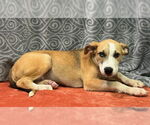 Small #1 Labrador Retriever Mix