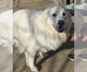 Miley - Female Great Pyrenees Dog for Adoption - Photo #2