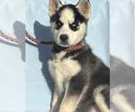 Small #6 Siberian Husky