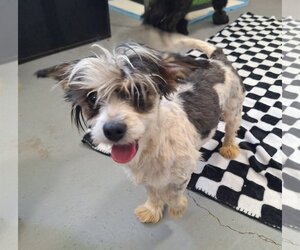 Jack Russell Terrier-Shih Tzu Mix Dogs for adoption in Chico, CA, USA
