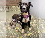 Small #2 American Pit Bull Terrier-Staffordshire Bull Terrier Mix