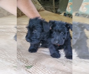 Scottish Terrier Puppy for sale in KANSAS CITY, MO, USA