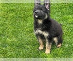 Small Photo #31 German Shepherd Dog Puppy For Sale in JURUPA VALLEY, CA, USA
