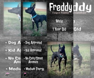 Freddy - Male Mutt Dog for Adoption - Photo #2