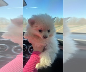 Pomeranian Puppy for Sale in STERLING HEIGHTS, Michigan USA