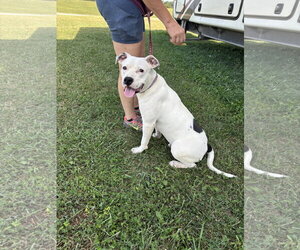 Goose - Male American Pit Bull Terrier Dog for Adoption - Photo #3