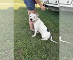 Small Photo #3 American Pit Bull Terrier Puppy For Sale in Macon, MO, USA
