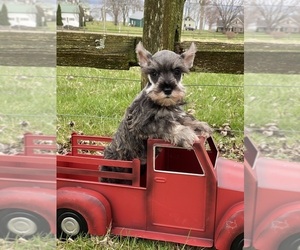 Schnauzer (Miniature) Puppy for sale in CANOGA, NY, USA