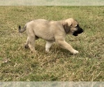 Small Photo #13 Anatolian Shepherd Puppy For Sale in ROBSTOWN, TX, USA
