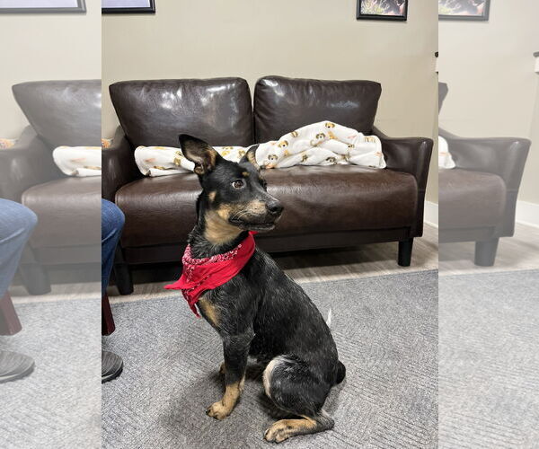 Medium Photo #3 Mutt Puppy For Sale in Emmett, ID, USA