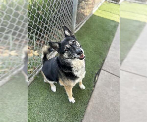 Medium Photo #2 German Shepherd Dog Puppy For Sale in Chula Vista, CA, USA