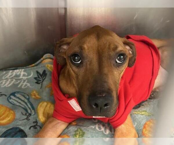 Medium Photo #1 Mutt Puppy For Sale in Tulsa, OK, USA