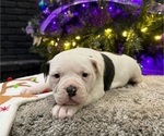 Puppy Dolly Parton American Bulldog