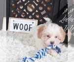 Small #1 ShihPoo