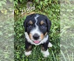 Puppy Ziggy Bernedoodle
