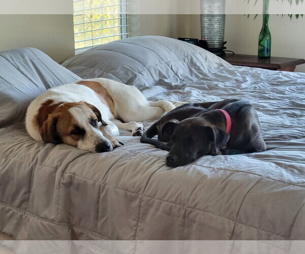 Medium Photo #2 Anatolian Shepherd-Unknown Mix Puppy For Sale in Lindsay, CA, USA