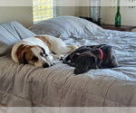 Small Photo #2 Anatolian Shepherd-Unknown Mix Puppy For Sale in Lindsay, CA, USA