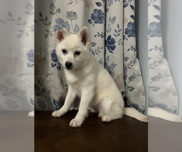 Medium Photo #34 Alaskan Klee Kai Puppy For Sale in DURHAM, CT, USA