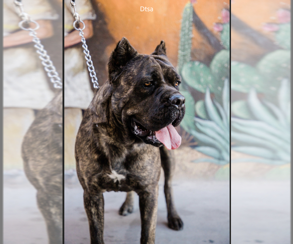 Full screen Photo #1 Cane Corso Puppy For Sale in POMONA, CA, USA
