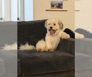 Rocco - Male Havanese-Unknown Mix Dog for Adoption - Photo #2