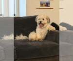 Small Photo #2 Havanese-Unknown Mix Puppy For Sale in Anchorage, AK, USA