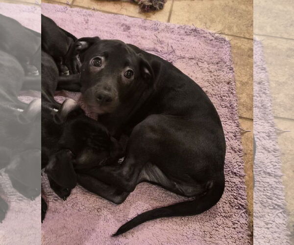 Medium Photo #5 American Pit Bull Terrier-Unknown Mix Puppy For Sale in Holly Springs, NC, USA