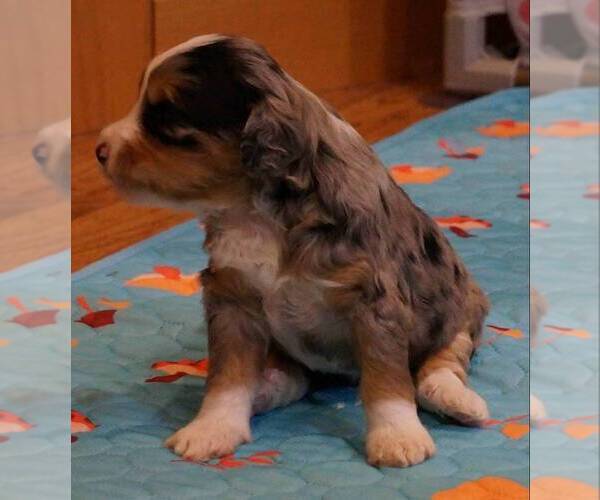 Medium Photo #8 Golden Mountain Doodle  Puppy For Sale in JIM FALLS, WI, USA