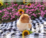 Small Photo #5 Pembroke Welsh Corgi Puppy For Sale in SPRINGFIELD, MO, USA