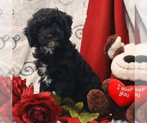 Poodle (Miniature)-Poodle (Toy) Mix Puppy for sale in THORP, WI, USA
