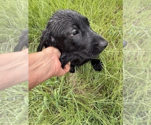 Labrador Retriever Puppy for sale in OSYKA, MS, USA