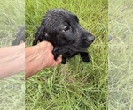 Image preview for Ad Listing. Nickname: Orange collar