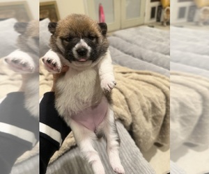 Shiba Inu Puppy for sale in CHULA VISTA, CA, USA