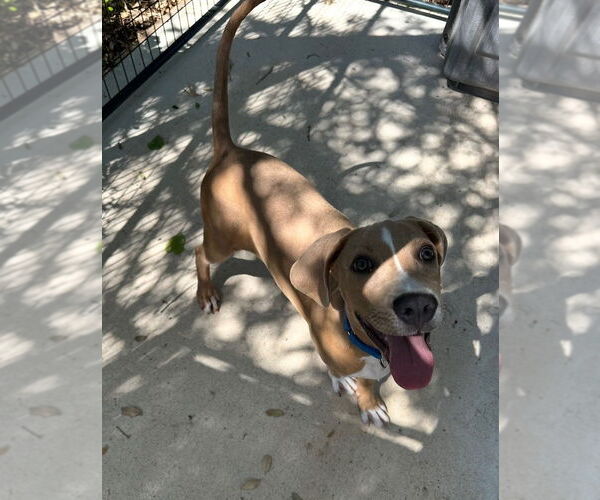Medium Photo #4 American Pit Bull Terrier-Great Dane Mix Puppy For Sale in Oak Bluffs, MA, USA