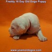 Small Photo #57 Dogo Argentino Puppy For Sale in PINEVILLE, MO, USA