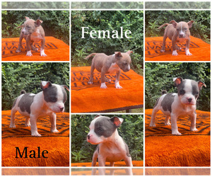 American Bully Puppy for sale in LAKE VIEW, SC, USA