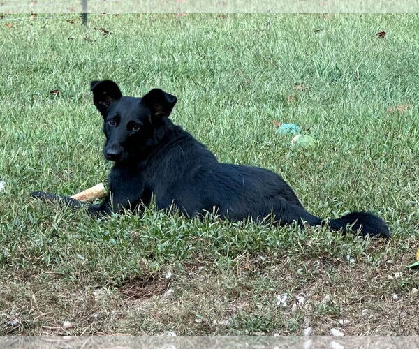 Medium Photo #1 Collie-German Shepherd Dog Mix Puppy For Sale in McDonough, GA, USA