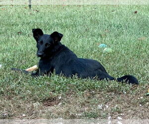 Collie-German Shepherd Dog Mix Dogs for adoption in McDonough, GA, USA